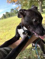 Found/Stray Male Dog last seen Fairmount park near strawberry mansion, Philadelphia, PA 19131