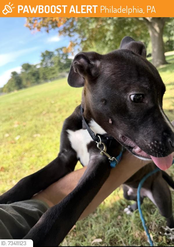 Found/Stray Male Dog last seen Fairmount park near strawberry mansion, Philadelphia, PA 19131