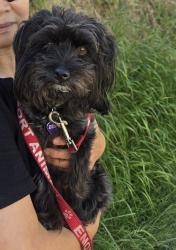 Reunited Female Dog last seen Melrose and Vine running West, Los Angeles, CA 90038
