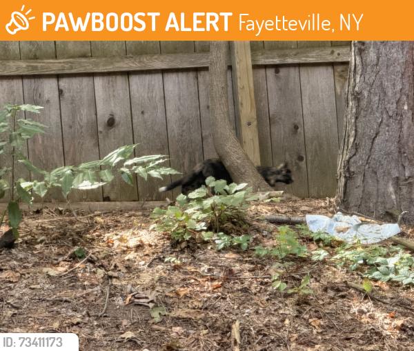 Found/Stray Female Cat last seen Wildwood Ridge apmts, Fayetteville, NY 13066