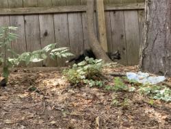 Found/Stray Female Cat last seen Wildwood Ridge apmts, Fayetteville, NY 13066