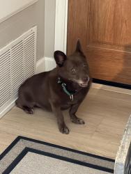 Reunited Male Dog last seen Swallow Ln and Poinsettia, Carlsbad, CA 92009