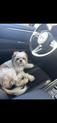 Lost Male Dog last seen Sunset and Grand Canyon Tantara community, Las Vegas, NV 89101