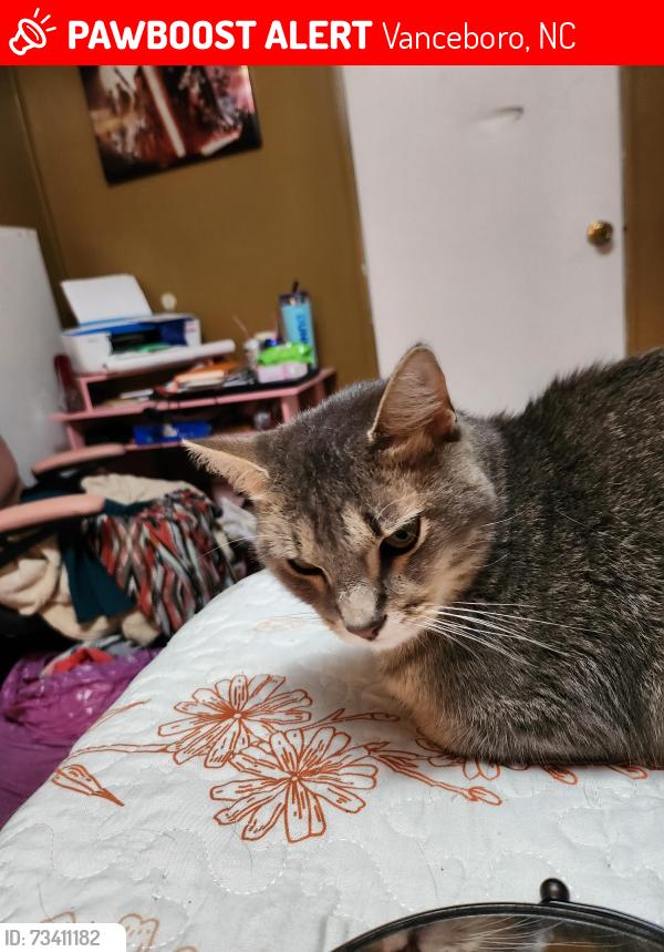Lost Male Cat last seen Piney Neck rd. Vanceboro, Vanceboro, NC 28586