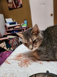 Lost Male Cat last seen Piney Neck rd. Vanceboro, Vanceboro, NC 28586