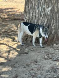 Found/Stray Female Dog last seen Fairmont Park near the tennis courts, Riverside, CA 92501
