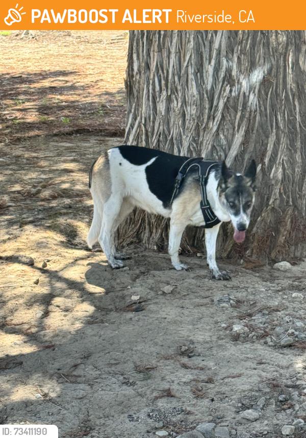 Found/Stray Female Dog last seen Fairmont Park near the tennis courts, Riverside, CA 92501