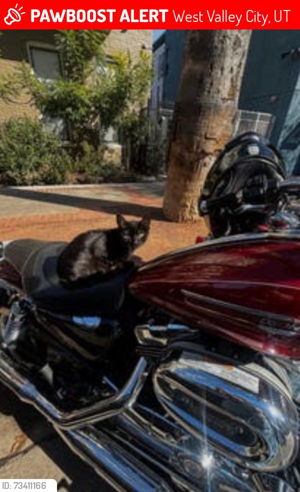 Lost Female Cat last seen Canamint Rd. and 4800Th W St., West Valley City, Utah, 84120, West Valley City, UT 84120