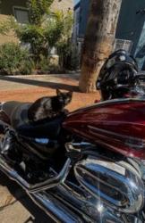Lost Female Cat last seen Canamint Rd. and 4800Th W St., West Valley City, Utah, 84120, West Valley City, UT 84120