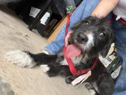Found/Stray Male Dog last seen Torrey pines and peppermill, Las Vegas, NV 89146