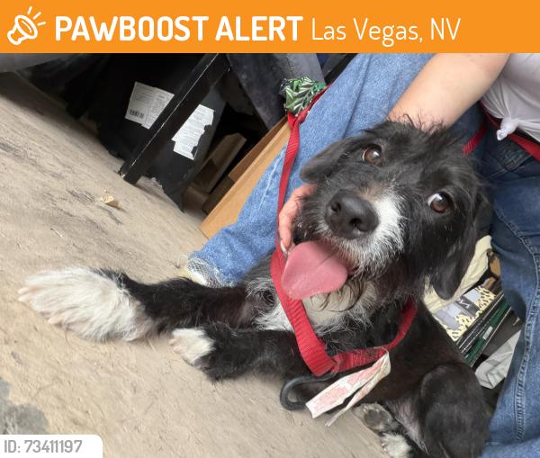 Found/Stray Male Dog last seen Torrey pines and peppermill, Las Vegas, NV 89146