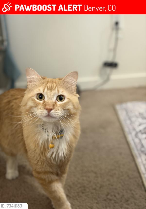 Lost Male Cat last seen Near N Dunkirk st, Denver, CO 80249