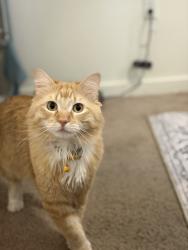 Lost Male Cat last seen Near N Dunkirk st, Denver, CO 80249