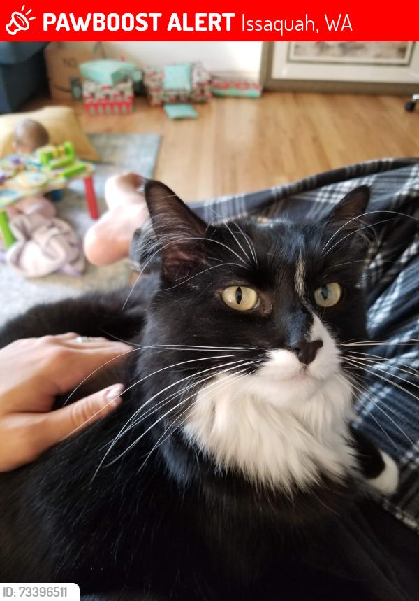 Lost Female Cat last seen Near 238th Ct SE, Issaquah, WA 98029