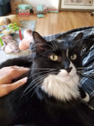 Lost Female Cat last seen Near 238th Ct SE, Issaquah, WA 98029