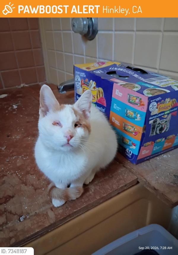 Found/Stray Male Cat last seen Indian Wells and Hwy 58, Hinkley, CA 92347