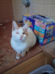 Found/Stray Male Cat last seen Indian Wells and Hwy 58, Hinkley, CA 92347