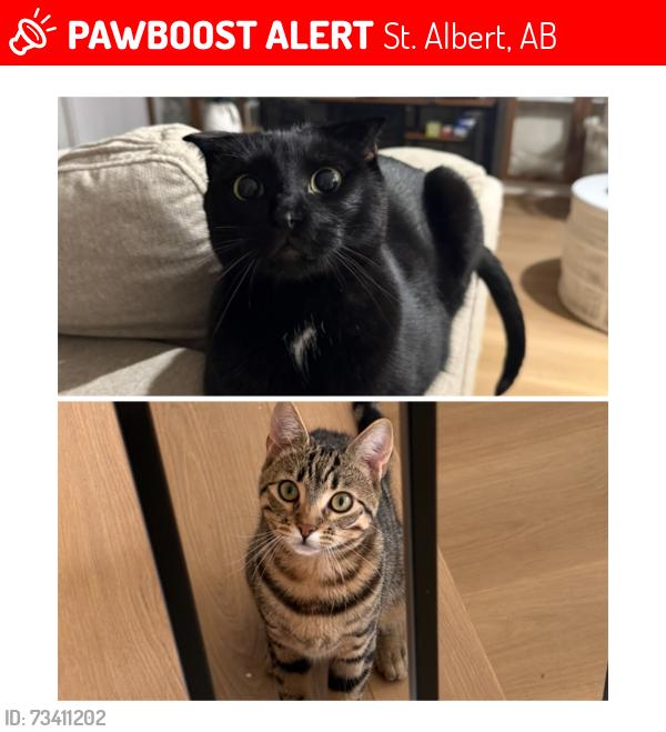 Lost Male Cat last seen Nightbloom Dr., St. Albert, AB 