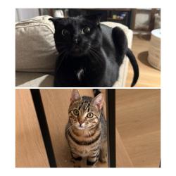 Lost Male Cat last seen Nightbloom Dr., St. Albert, AB 