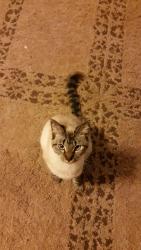 Lost Female Cat last seen Carl Vinson Pkwy, Centerville, GA 31028