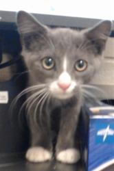 Shelter Stray Male Cat last seen Near BLOCK NORMANDY DR, FORT LIBERTY NC 28307, 4704 Corporation Dr, Fayetteville, NC 28306, USA