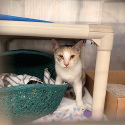 Shelter Stray Female Cat last seen REGAL/ROLLING GREEN, 92620, 6443 Oak Canyon, Irvine, CA 92618, USA