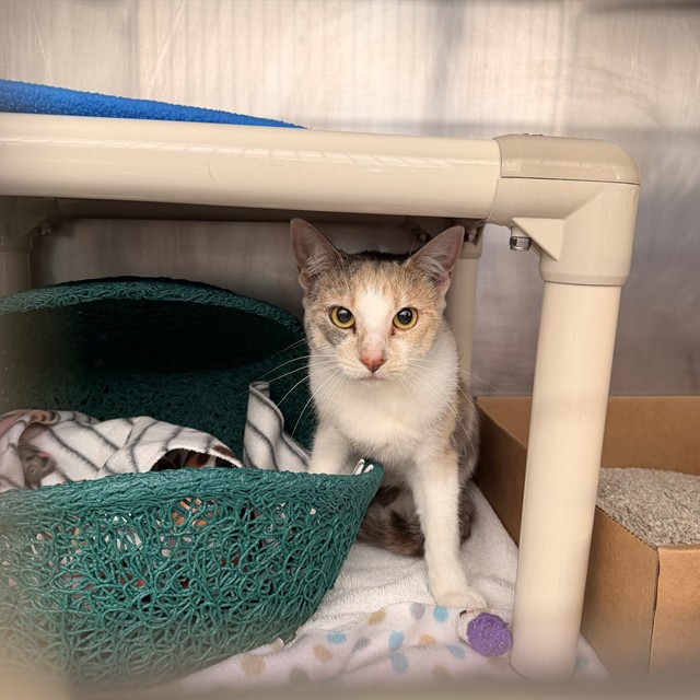 Shelter Stray Female Cat last seen REGAL/ROLLING GREEN, 92620, 6443 Oak Canyon, Irvine, CA 92618, USA