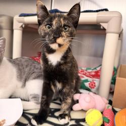 Shelter Stray Female Cat last seen REGAL/ROLLING GREEN, 92620, 6443 Oak Canyon, Irvine, CA 92618, USA