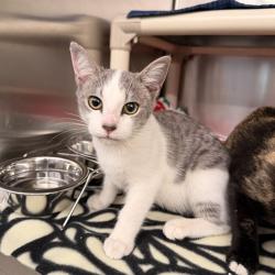Shelter Stray Female Cat last seen REGAL/ROLLING GREEN, 92620, 6443 Oak Canyon, Irvine, CA 92618, USA