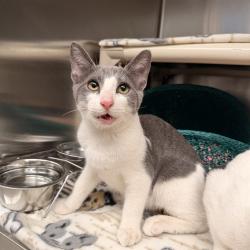 Shelter Stray Male Cat last seen REGAL/ROLLING GREEN, 92620, 6443 Oak Canyon, Irvine, CA 92618, USA