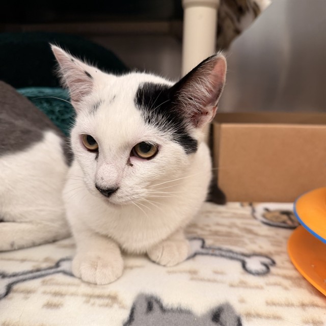 Shelter Stray Male Cat last seen REGAL/ROLLING GREEN, 92620, 6443 Oak Canyon, Irvine, CA 92618, USA