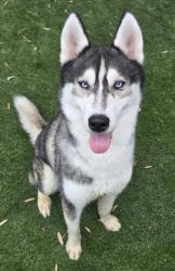 Shelter Stray Male Dog last seen , 1850 W 60th St, Los Angeles, CA 90047, USA