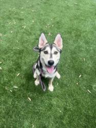 Shelter Stray Female Dog last seen , 1850 W 60th St, Los Angeles, CA 90047, USA