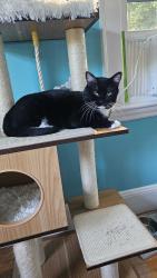 Reunited Male Cat last seen Near 411 Lowell St, Wakefield, MA 01880, Wakefield, MA 01880