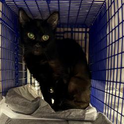 Shelter Stray Female Cat last seen FLORA LEE DR, LEESBURG, 12280 County Rd 448, Tavares, FL 32778, USA