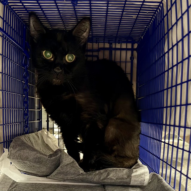 Shelter Stray Female Cat last seen FLORA LEE DR, LEESBURG, 12280 County Rd 448, Tavares, FL 32778, USA