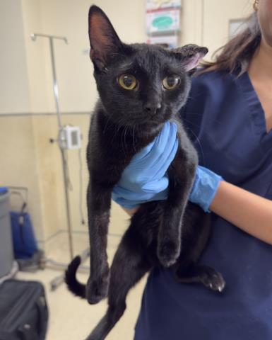 Shelter Stray Female Cat last seen Near BLOCK MAGNOLIA AVE, RIVERSIDE, CA, 6851 Van Buren Boulevard, Jurupa Valley, CA 92509, USA