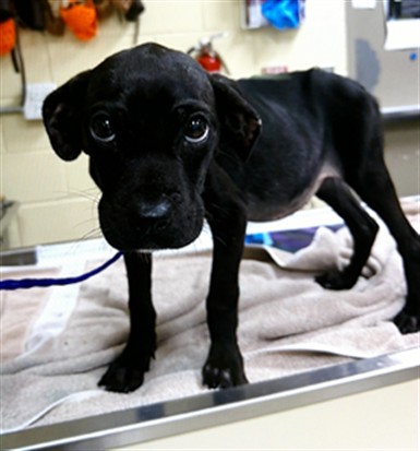 Shelter Stray Female Dog last seen , 232 Eslinger Way, Sanford, FL 32773, USA