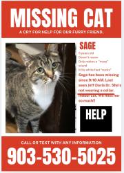 Lost Female Cat last seen Paluxy, Tyler, TX 75703