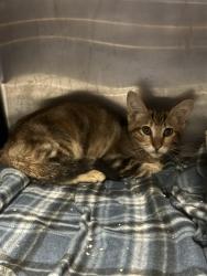 Shelter Stray Female Cat last seen Near BLOCK BEVERLY DR, HEMET, CA, 581 S Grand Ave, San Jacinto, CA 92582, USA