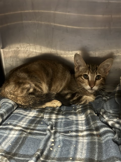 Shelter Stray Female Cat last seen Near BLOCK BEVERLY DR, HEMET, CA, 581 S Grand Ave, San Jacinto, CA 92582, USA