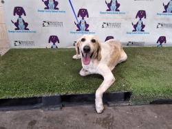 Shelter Stray Male Dog last seen , 2769 Conroy Rd, Orlando, FL 32839, USA
