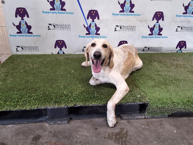 Shelter Stray Male Dog last seen , 2769 Conroy Rd, Orlando, FL 32839, USA