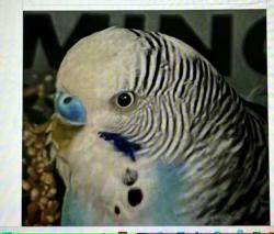 Found/Stray Unknown Bird last seen NE 119 ST and NE 7 AVE, Biscayne Park, FL 33161
