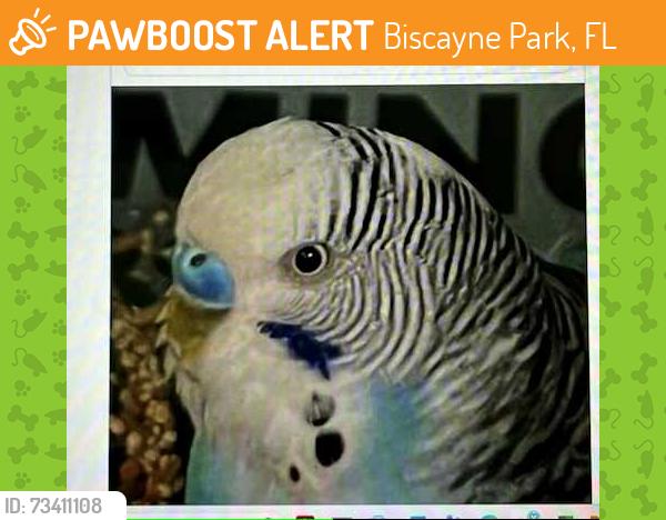 Found/Stray Unknown Bird last seen NE 119 ST and NE 7 AVE, Biscayne Park, FL 33161