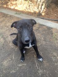 Found/Stray Unknown Dog last seen Just inside The Vineyards entrance near the intersection with Kroll, Bakersfield, CA 93313