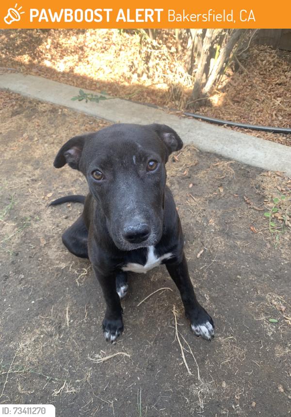 Found/Stray Unknown Dog last seen Just inside The Vineyards entrance near the intersection with Kroll, Bakersfield, CA 93313