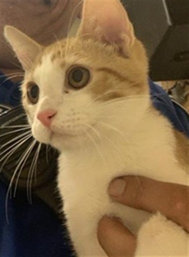 Shelter Stray Male Cat last seen RIVERSIDE BLVD & FREEMONT, 2127 Front St, Sacramento, CA 95818, USA