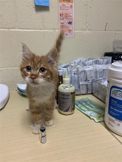 Shelter Stray Male Cat last seen BENMILLWY & OAKMILL WY, 2127 Front St, Sacramento, CA 95818, USA