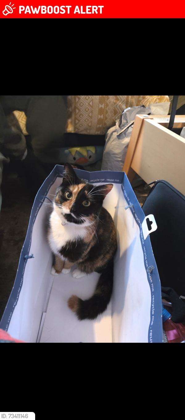 Lost Female Cat last seen Cherry Trees Car Park Dereham, Norfolk, England NR19 2EN